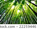  Bamboo grove 22259446
