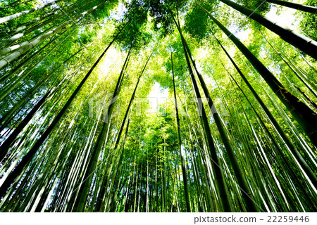 Bamboo grove Bamboo grove 22259446