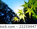 Fresh green maple 22259447