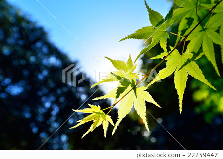 新鮮的綠色楓樹 新鮮的綠色楓樹 22259447