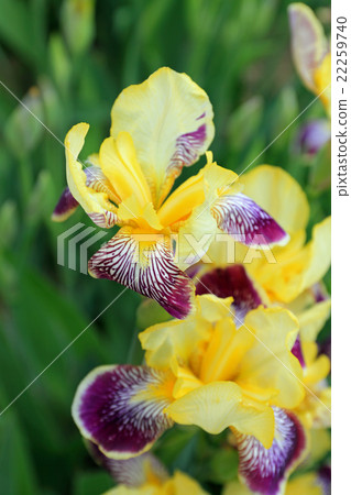 German iris 22259740