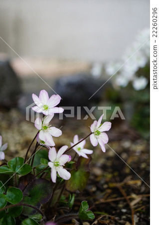 Spring's visit The light purple squirrel Spring's visit The light purple squirrel 22260296