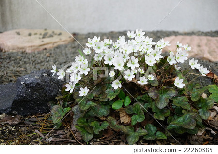Spring has come white white squirrel 22260385