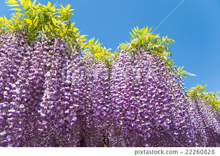 紫藤花 紫藤花 22260828