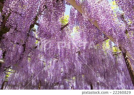 紫藤花 紫藤花 22260829