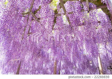 紫藤花 紫藤花 22260830