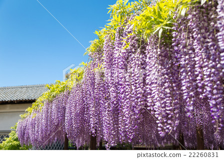 Wisteria flowers Wisteria flowers 22260831