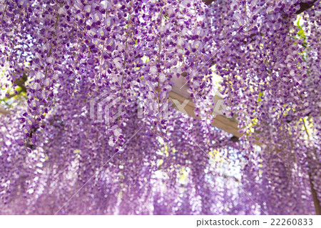 紫藤花 紫藤花 22260833