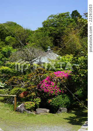 四月花杜鵑花和杜鵑花系83鎌倉，清水寺 22261083