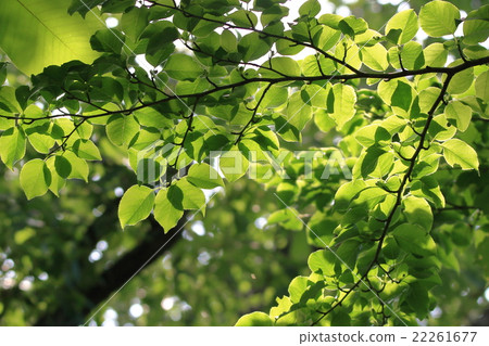 Beech leaves 22261677