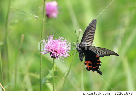 Thistle and Clown Tiger 22261678