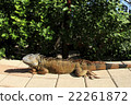 iguana 22261872