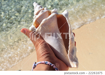 shell shell 22261875