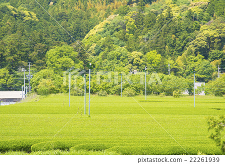 Tea garden spreading new tea (Kakegawa tea) 22261939