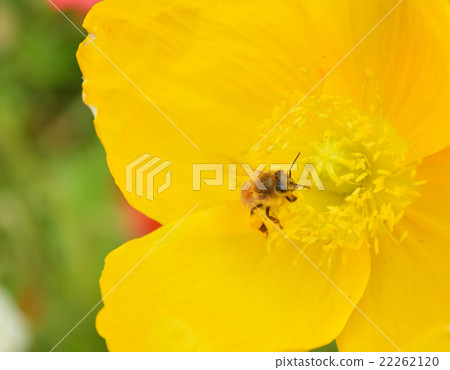 A bee A bee 22262120