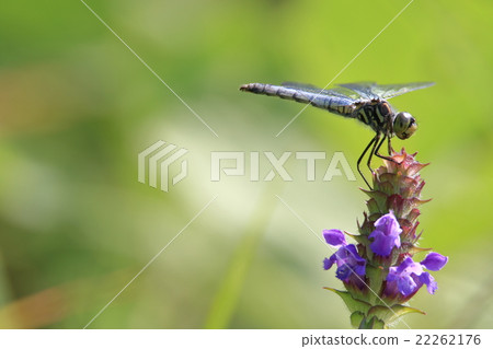 Shiokaratombo and Utsubokusa 22262176