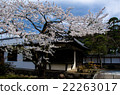 Futenmaji的櫻花 22263017