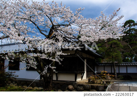 Futenmaji的櫻花 22263017