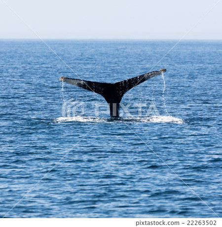 Tail of Whale, Cape Cod 22263502