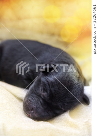 newborn puppy sleeping black labrador retriever 22264561