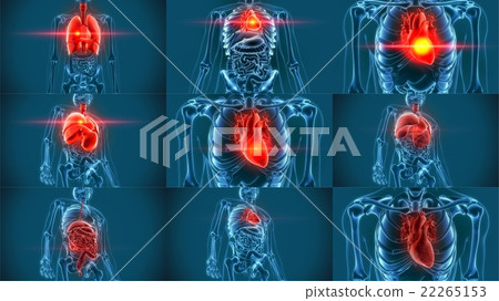 lungs organs pain 3d rendering 22265153