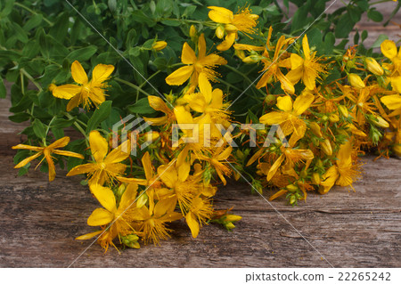 fresh yellow flowers Hypericum on the old table 22265242