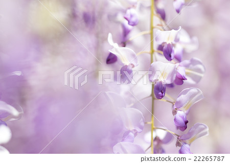 紫藤花 紫藤花 22265787