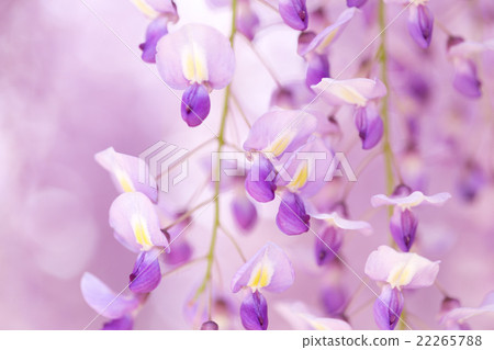  Wisteria flowers 22265788