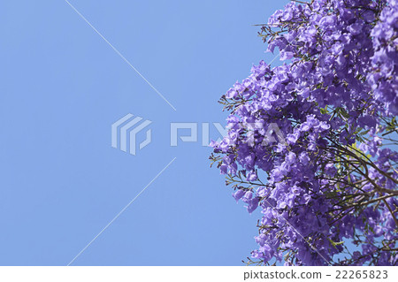 Jacaranda flower in full bloom full bloom Jacaranda flower in full bloom full bloom 22265823