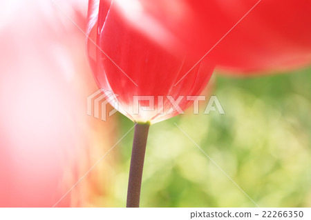 Cultural field 652 Cultural field 652 22266350