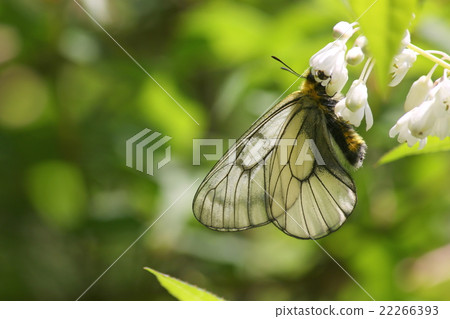 烏蘇巴族 22266393