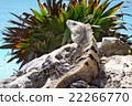 Iguana stone 22266770
