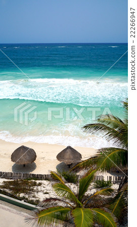 Palm umbrellas sea 22266947