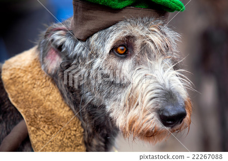 Irish Wolfhound is a giant-sized dog 22267088