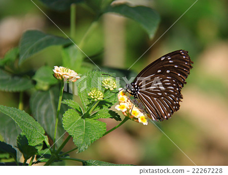 Tsumura Maki Madara Tsumura Maki Madara 22267228