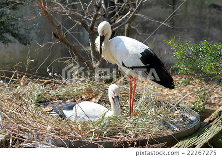 Stork of the stork Stork of the stork 22267275