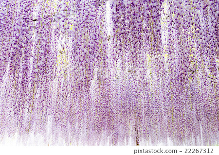 Wisteria flowers Wisteria flowers 22267312