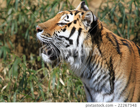 Amur Tora 22267348