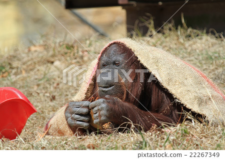 Orangutan 22267349