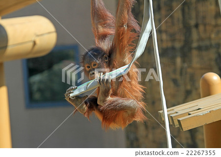 Children of orangutan 22267355