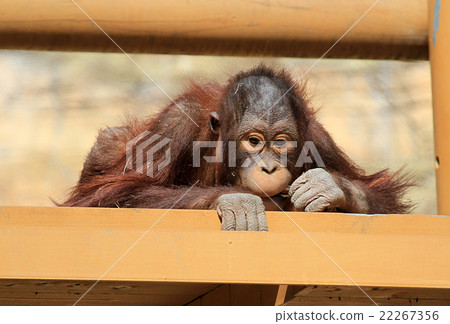 Children of orangutan 22267356
