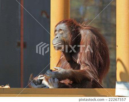 Orangutan 22267357