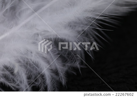 Feather macro Feather macro 22267602
