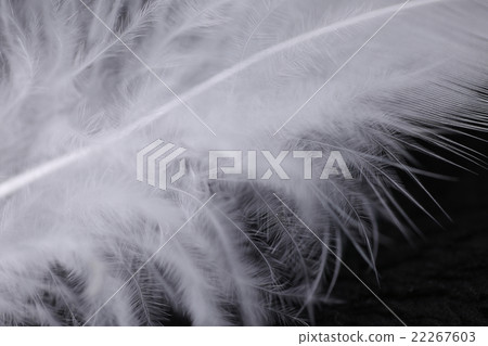 Feather macro Feather macro 22267603
