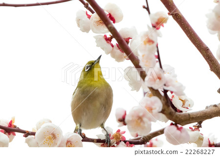 在白色李子的Mejiro 22268227