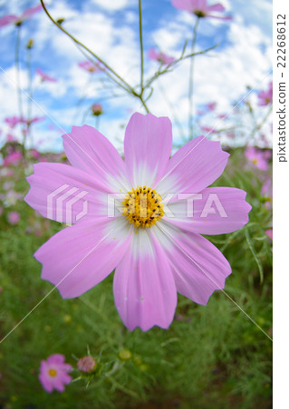 Cosmos field @ Sasebo municipal exhibition Haikyo 22268612