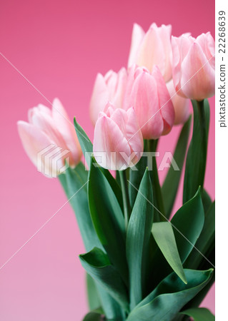 Tulip flower Tulip flower 22268639
