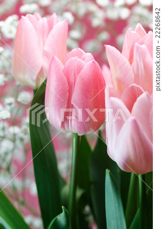 鬱金香花 鬱金香花 22268642