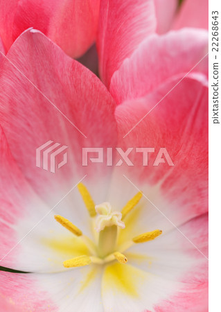 鬱金香花 鬱金香花 22268643