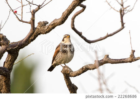 Thrush on a plum tree 22268686